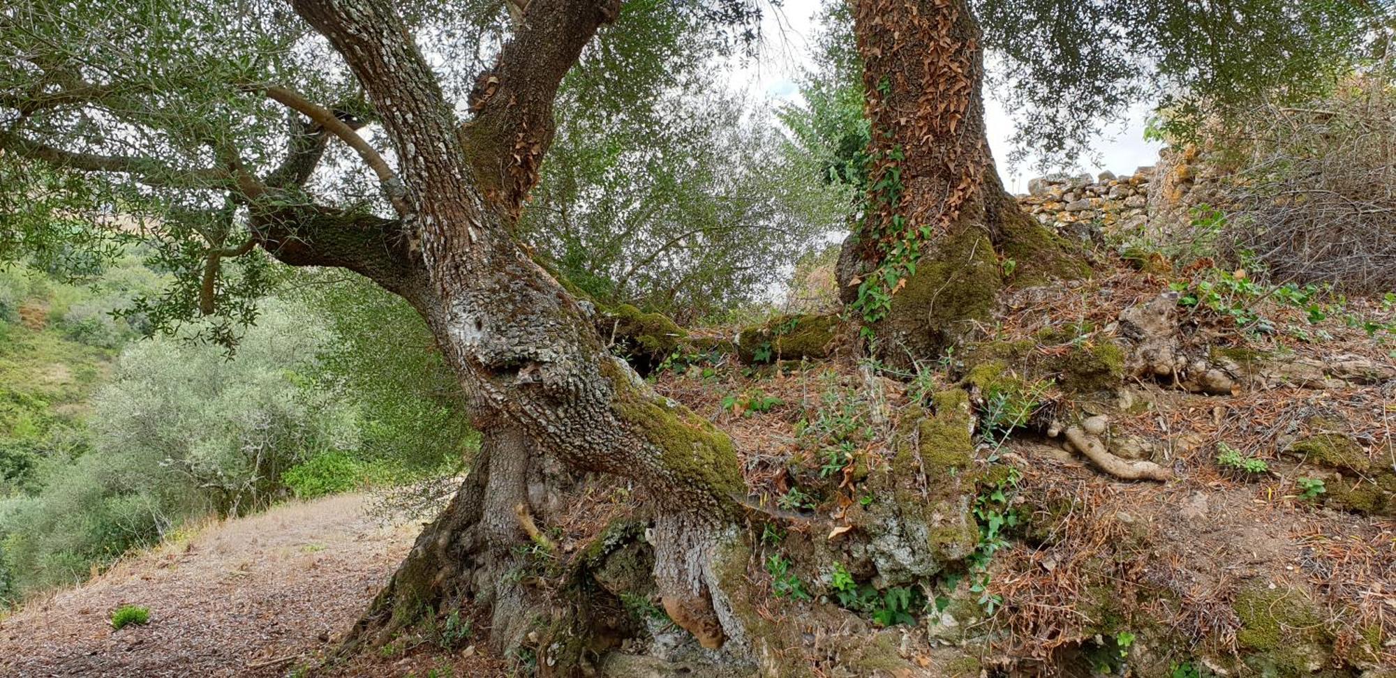 Casa Das Janelinhas - Cottage Near Sintra, Mafra, Ericeira Εξωτερικό φωτογραφία